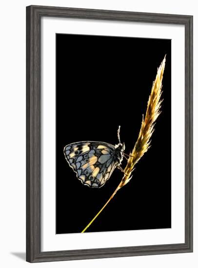 Marbled White Butterfly (Melanargia Galathea) Resting on Grass Stem, Devon, UK-Ross Hoddinott-Framed Photographic Print