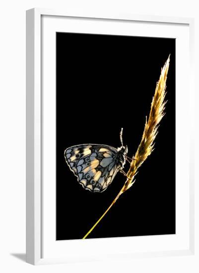 Marbled White Butterfly (Melanargia Galathea) Resting on Grass Stem, Devon, UK-Ross Hoddinott-Framed Photographic Print