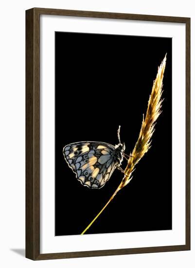 Marbled White Butterfly (Melanargia Galathea) Resting on Grass Stem, Devon, UK-Ross Hoddinott-Framed Photographic Print