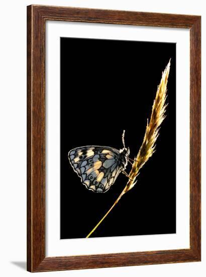 Marbled White Butterfly (Melanargia Galathea) Resting on Grass Stem, Devon, UK-Ross Hoddinott-Framed Photographic Print