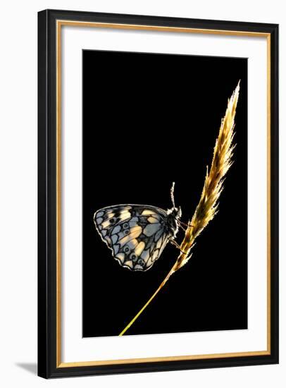 Marbled White Butterfly (Melanargia Galathea) Resting on Grass Stem, Devon, UK-Ross Hoddinott-Framed Photographic Print