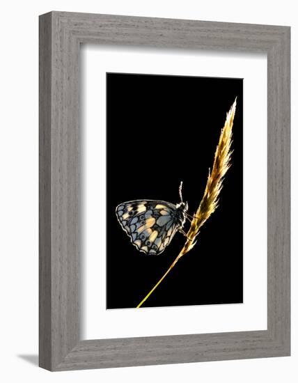 Marbled White Butterfly (Melanargia Galathea) Resting on Grass Stem, Devon, UK-Ross Hoddinott-Framed Photographic Print