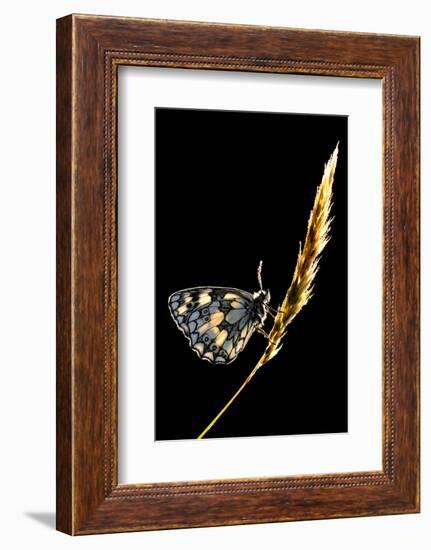 Marbled White Butterfly (Melanargia Galathea) Resting on Grass Stem, Devon, UK-Ross Hoddinott-Framed Photographic Print