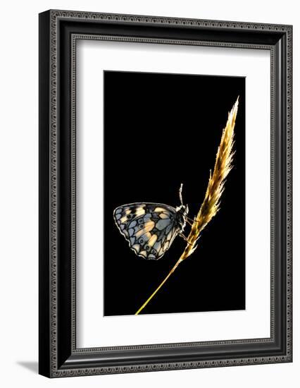 Marbled White Butterfly (Melanargia Galathea) Resting on Grass Stem, Devon, UK-Ross Hoddinott-Framed Photographic Print