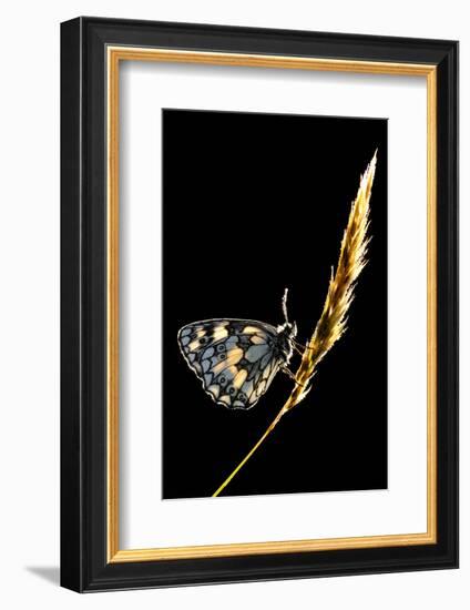 Marbled White Butterfly (Melanargia Galathea) Resting on Grass Stem, Devon, UK-Ross Hoddinott-Framed Photographic Print