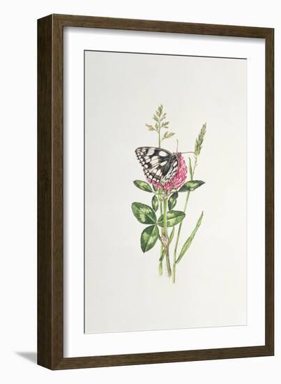Marbled White Butterfly on Clover-Elizabeth Rice-Framed Premium Giclee Print