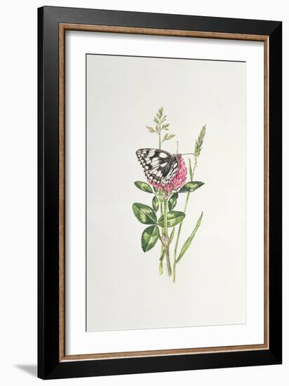 Marbled White Butterfly on Clover-Elizabeth Rice-Framed Premium Giclee Print