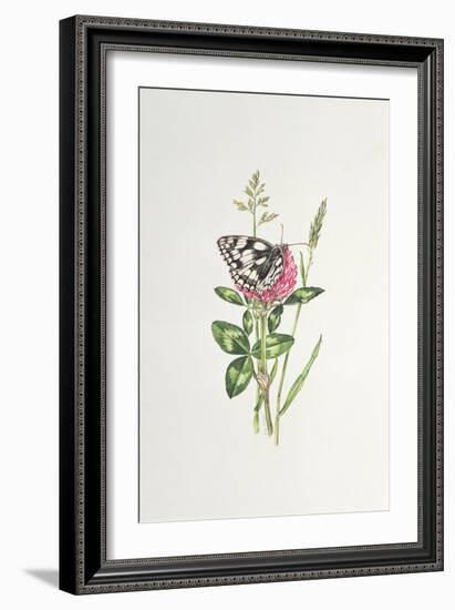 Marbled White Butterfly on Clover-Elizabeth Rice-Framed Premium Giclee Print