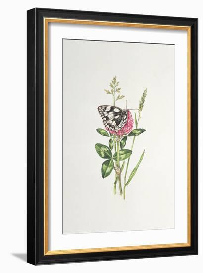 Marbled White Butterfly on Clover-Elizabeth Rice-Framed Premium Giclee Print