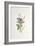 Marbled White Butterfly on Clover-Elizabeth Rice-Framed Giclee Print