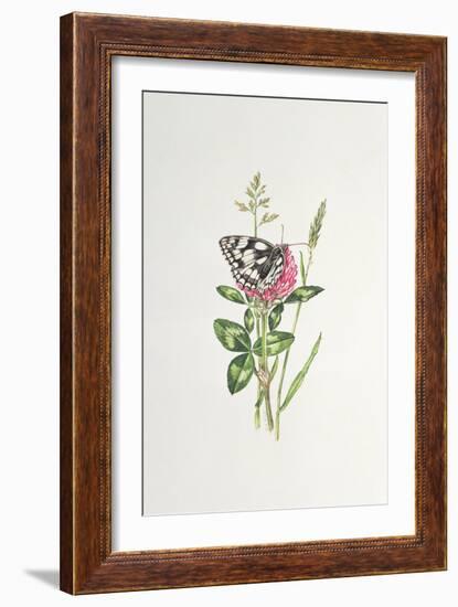 Marbled White Butterfly on Clover-Elizabeth Rice-Framed Giclee Print