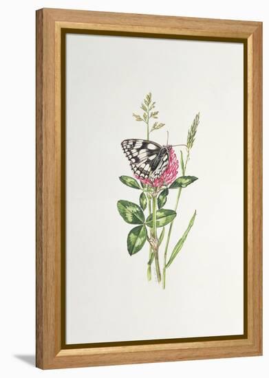 Marbled White Butterfly on Clover-Elizabeth Rice-Framed Premier Image Canvas