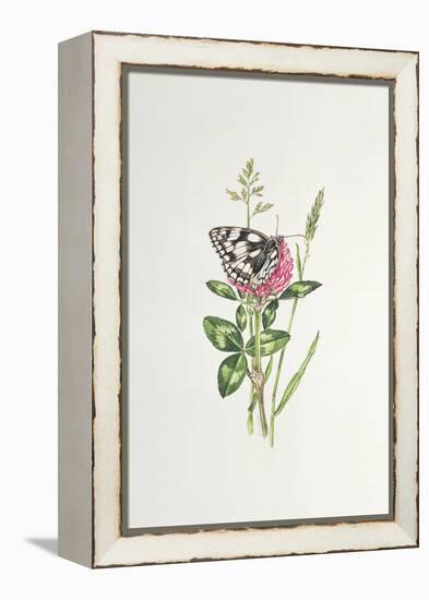 Marbled White Butterfly on Clover-Elizabeth Rice-Framed Premier Image Canvas