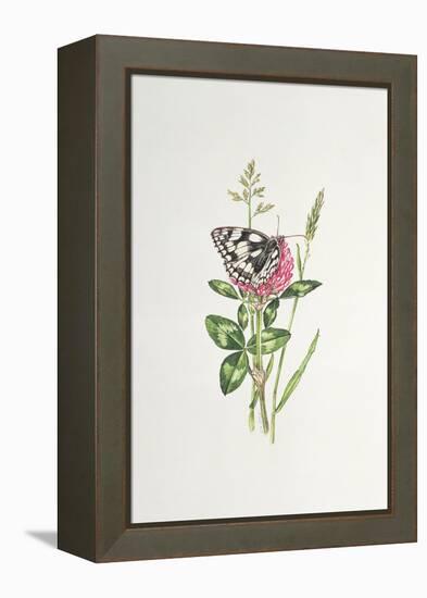 Marbled White Butterfly on Clover-Elizabeth Rice-Framed Premier Image Canvas