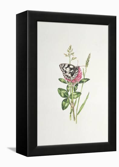 Marbled White Butterfly on Clover-Elizabeth Rice-Framed Premier Image Canvas