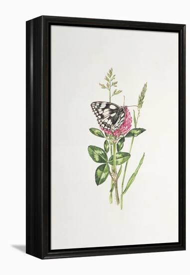 Marbled White Butterfly on Clover-Elizabeth Rice-Framed Premier Image Canvas