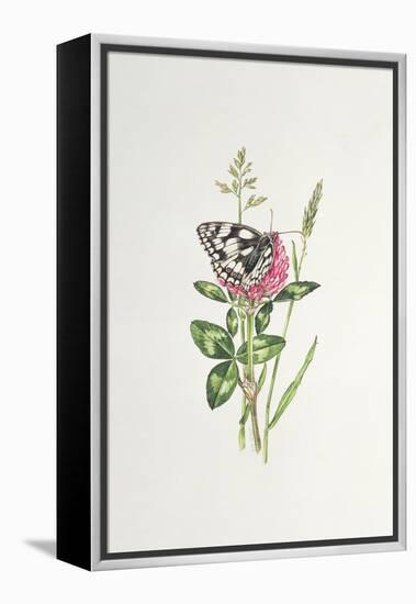 Marbled White Butterfly on Clover-Elizabeth Rice-Framed Premier Image Canvas