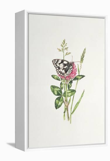 Marbled White Butterfly on Clover-Elizabeth Rice-Framed Premier Image Canvas