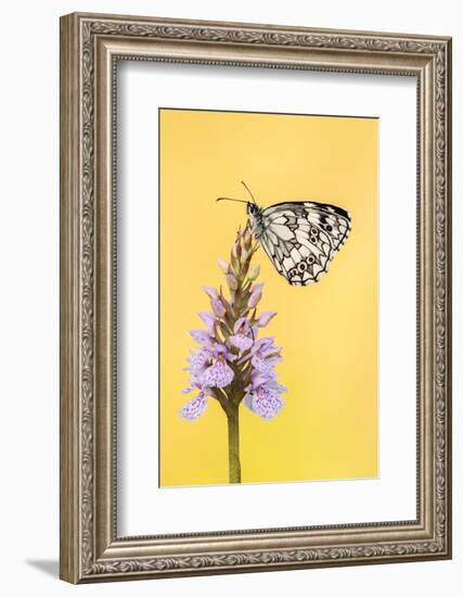 Marbled White butterfly on common spotted orchid, UK-Ross Hoddinott-Framed Photographic Print