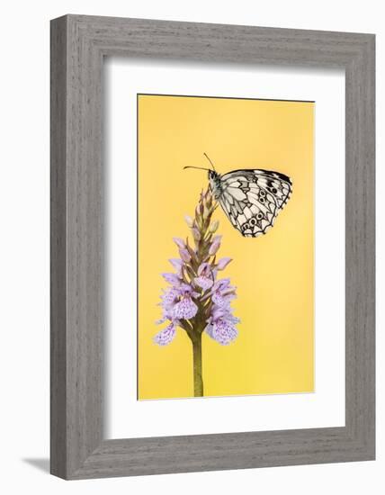 Marbled White butterfly on common spotted orchid, UK-Ross Hoddinott-Framed Photographic Print