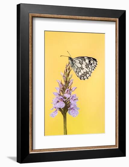 Marbled White butterfly on common spotted orchid, UK-Ross Hoddinott-Framed Photographic Print