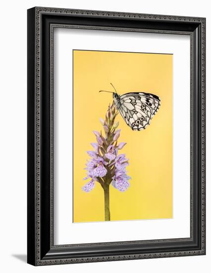 Marbled White butterfly on common spotted orchid, UK-Ross Hoddinott-Framed Photographic Print