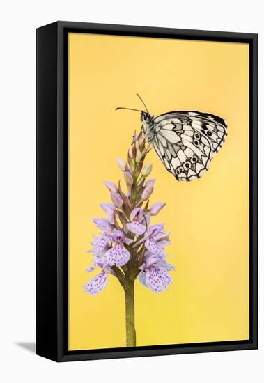 Marbled White butterfly on common spotted orchid, UK-Ross Hoddinott-Framed Premier Image Canvas