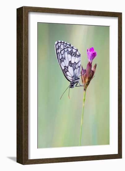 Marbled White Butterfly on Flower, Danube-Auen National Park, Lower Austria, Austria-Sonja Jordan-Framed Photographic Print