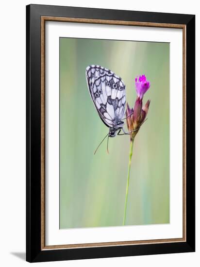 Marbled White Butterfly on Flower, Danube-Auen National Park, Lower Austria, Austria-Sonja Jordan-Framed Photographic Print