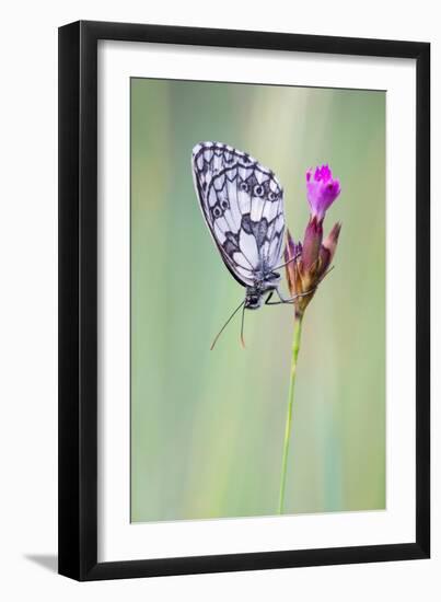 Marbled White Butterfly on Flower, Danube-Auen National Park, Lower Austria, Austria-Sonja Jordan-Framed Photographic Print