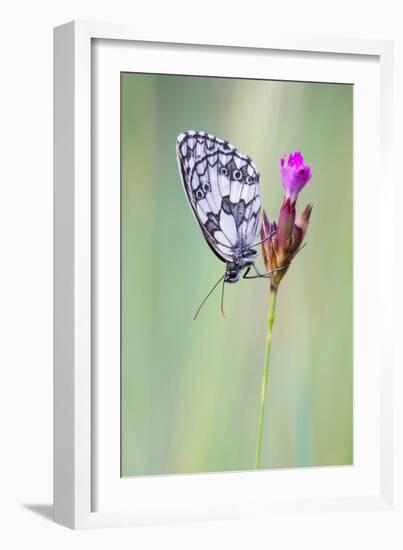 Marbled White Butterfly on Flower, Danube-Auen National Park, Lower Austria, Austria-Sonja Jordan-Framed Photographic Print