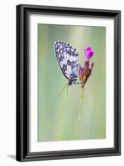 Marbled White Butterfly on Flower, Danube-Auen National Park, Lower Austria, Austria-Sonja Jordan-Framed Photographic Print