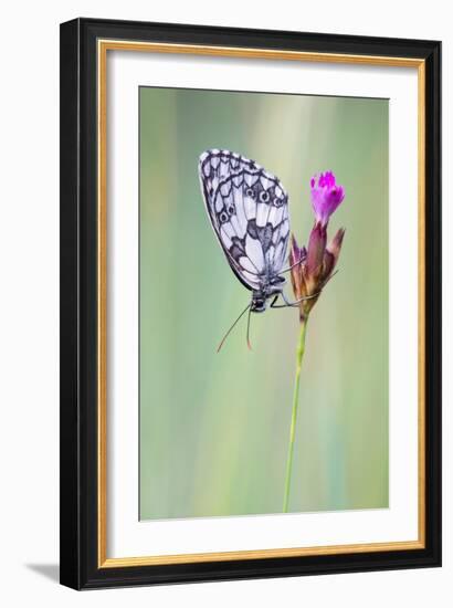 Marbled White Butterfly on Flower, Danube-Auen National Park, Lower Austria, Austria-Sonja Jordan-Framed Photographic Print