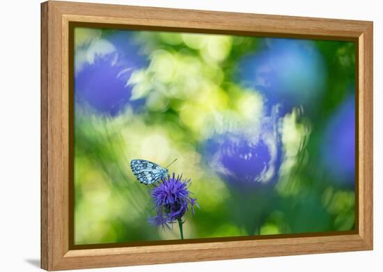 Marbled white butterfly on knapweed, Italy-Edwin Giesbers-Framed Premier Image Canvas