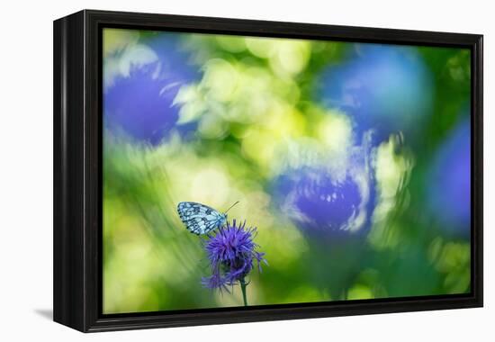 Marbled white butterfly on knapweed, Italy-Edwin Giesbers-Framed Premier Image Canvas