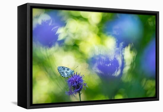 Marbled white butterfly on knapweed, Italy-Edwin Giesbers-Framed Premier Image Canvas