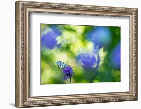 Marbled white butterfly on knapweed, Italy-Edwin Giesbers-Framed Photographic Print