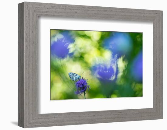 Marbled white butterfly on knapweed, Italy-Edwin Giesbers-Framed Photographic Print