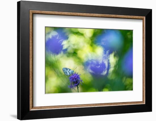 Marbled white butterfly on knapweed, Italy-Edwin Giesbers-Framed Photographic Print