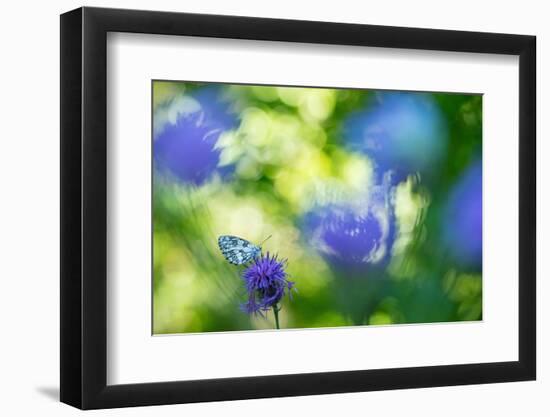 Marbled white butterfly on knapweed, Italy-Edwin Giesbers-Framed Photographic Print