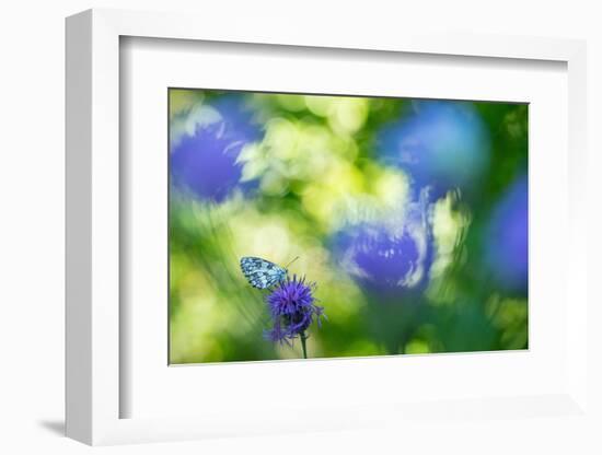 Marbled white butterfly on knapweed, Italy-Edwin Giesbers-Framed Photographic Print