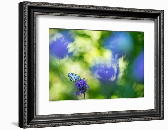 Marbled white butterfly on knapweed, Italy-Edwin Giesbers-Framed Photographic Print