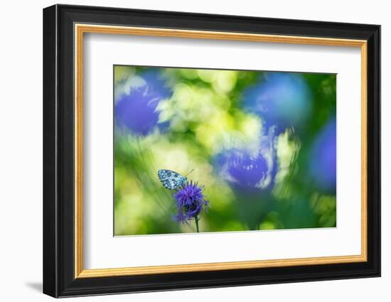 Marbled white butterfly on knapweed, Italy-Edwin Giesbers-Framed Photographic Print