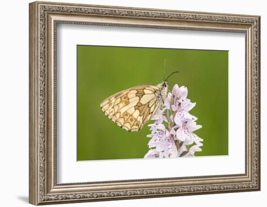 Marbled white butterfly resting on Heath spotted orchid, UK-Ross Hoddinott-Framed Photographic Print