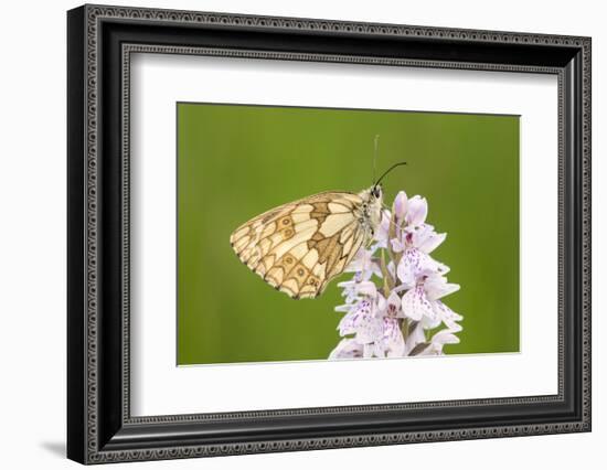 Marbled white butterfly resting on Heath spotted orchid, UK-Ross Hoddinott-Framed Photographic Print