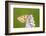 Marbled white butterfly resting on Heath spotted orchid, UK-Ross Hoddinott-Framed Photographic Print