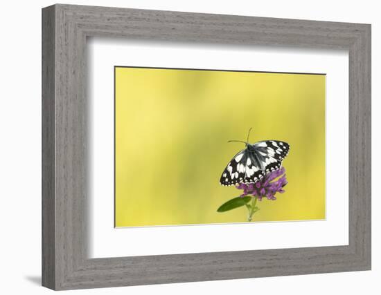 Marbled white butterfly resting on red clover flower, Devon, UK-Ross Hoddinott-Framed Photographic Print