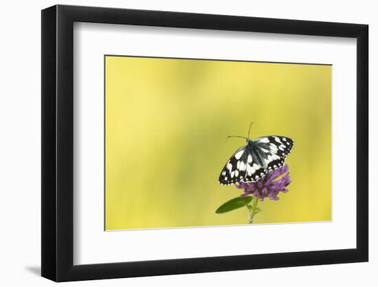 Marbled white butterfly resting on red clover flower, Devon, UK-Ross Hoddinott-Framed Photographic Print