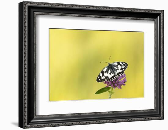 Marbled white butterfly resting on red clover flower, Devon, UK-Ross Hoddinott-Framed Photographic Print