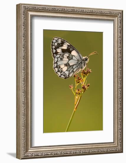 Marbled white butterfly resting on reed, Devon, UK-Ross Hoddinott-Framed Photographic Print